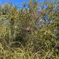 Acacia paradoxa (Kangaroo Thorn) at Watson, ACT - 29 Jul 2024 by waltraud