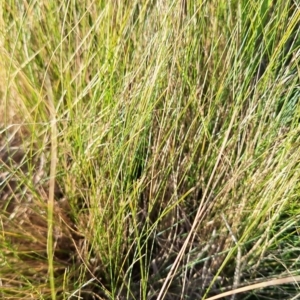 Nassella trichotoma at Yarralumla, ACT - 28 Jul 2024