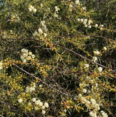 Acacia genistifolia (Early Wattle) at Watson, ACT - 29 Jul 2024 by waltraud