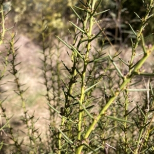 Daviesia genistifolia at Watson, ACT - 29 Jul 2024