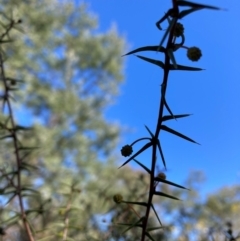 Acacia ulicifolia (Prickly Moses) at Watson, ACT - 29 Jul 2024 by waltraud