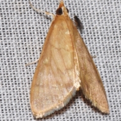 Paliga (genus) (A Crambid moth (Pyraustinae)) at Sheldon, QLD - 9 Mar 2024 by PJH123