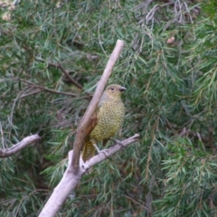 Ptilonorhynchus violaceus (Satin Bowerbird) at Richardson, ACT - 1 Feb 2021 by MB