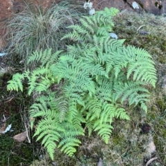 Histiopteris incisa (Bat's-Wing Fern) at Campbell, ACT - 28 Jul 2024 by RangerRiley