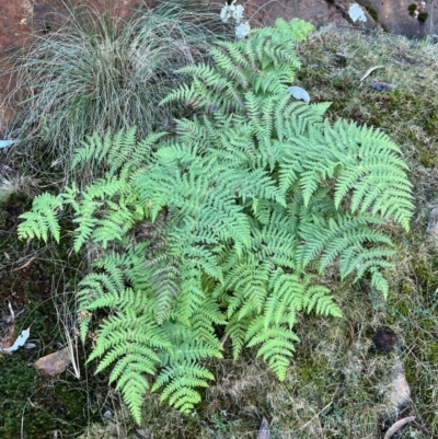 Histiopteris incisa (Bat's-Wing Fern) at Campbell, ACT - 28 Jul 2024 by RangerRiley