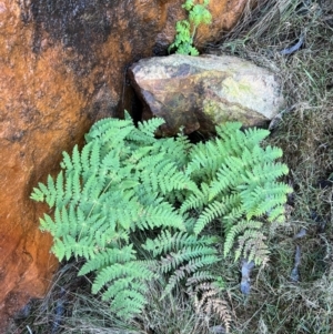 Histiopteris incisa at Campbell, ACT - 28 Jul 2024