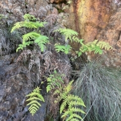 Histiopteris incisa at Campbell, ACT - 28 Jul 2024