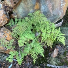 Histiopteris incisa at Campbell, ACT - 28 Jul 2024