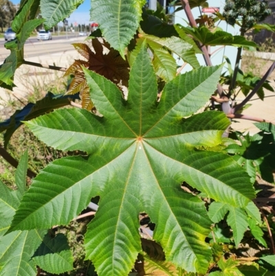 Ricinus communis (Castor Oil Plant) at Mitchell, ACT - 30 Jul 2024 by HarleyB