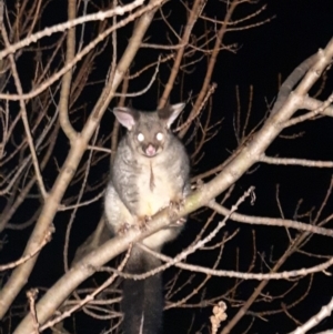 Trichosurus vulpecula at Richardson, ACT - 28 Aug 2021