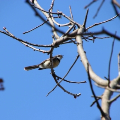 Rhipidura albiscapa (Grey Fantail) at Richardson, ACT - 3 Sep 2021 by MB