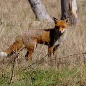 Vulpes vulpes at Strathnairn, ACT - 30 Jul 2024 01:53 PM