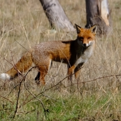 Vulpes vulpes (Red Fox) at Strathnairn, ACT - 30 Jul 2024 by Kurt