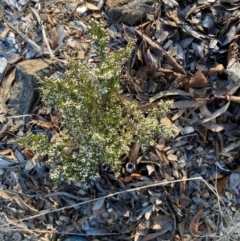 Cryptandra amara (Bitter Cryptandra) at Garran, ACT - 30 Jul 2024 by ruthkerruish