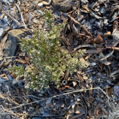 Cryptandra amara (Bitter Cryptandra) at Garran, ACT - 30 Jul 2024 by ruthkerruish