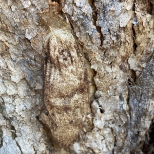 Chelepteryx collesi at Watson, ACT - 29 Jul 2024 03:57 PM