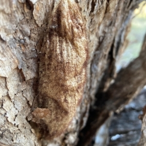 Chelepteryx collesi at Watson, ACT - 29 Jul 2024