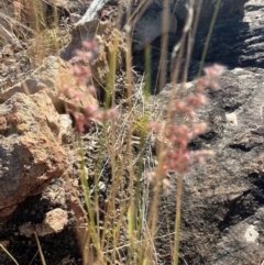 Juncus sp. (A Rush) at Bowen, QLD - 26 Jul 2024 by Ange