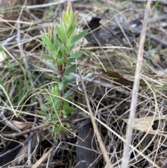 Styphelia triflora (Five-corners) at Watson, ACT - 29 Jul 2024 by waltraud