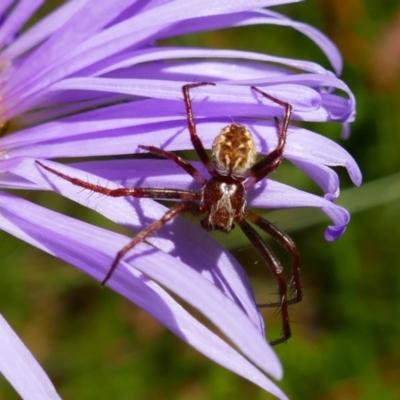 Unidentified Spider (Araneae) at Cotter River, ACT - 4 Jan 2022 by MB