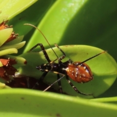 Pristhesancus plagipennis (Common Assassin Bug, Bee Killer Assassin Bug) at Somerset, QLD - 30 Jul 2024 by lbradley