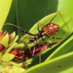 Pristhesancus plagipennis at Somerset, QLD - 30 Jul 2024 10:54 AM