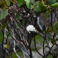 Eucalyptus pauciflora subsp. debeuzevillei (A Snow Gum) at Cotter River, ACT - 4 Jan 2022 by MB