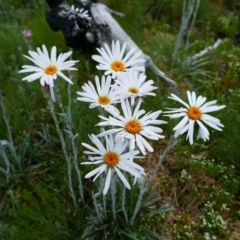 Celmisia tomentella (Common Snow Daisy) at Cotter River, ACT - 4 Jan 2022 by MB