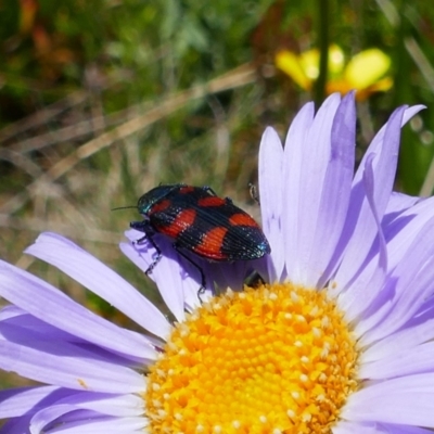 Castiarina (genus) (Unidentified Castiarina jewel beetle) at Cotter River, ACT - 4 Jan 2022 by MB