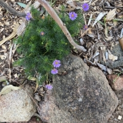 Brachyscome multifida (Cut-leaf Daisy) at Garran, ACT - 30 Jul 2024 by ruthkerruish