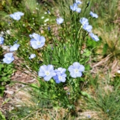 Linum marginale (Native Flax) at Cotter River, ACT - 4 Jan 2022 by MB