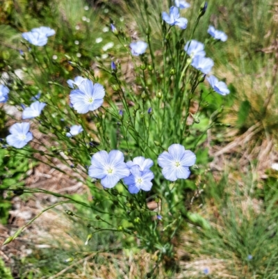 Linum marginale (Native Flax) at Cotter River, ACT - 4 Jan 2022 by MB