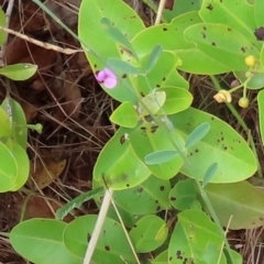 Tephrosia sp. at Somerset, QLD - 30 Jul 2024 10:44 AM