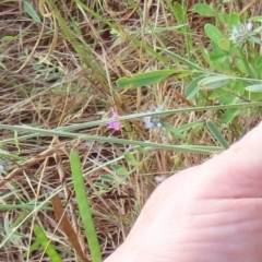 Tephrosia sp. at Somerset, QLD - 30 Jul 2024 10:44 AM