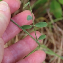 Tephrosia sp. at Somerset, QLD - 30 Jul 2024 10:44 AM
