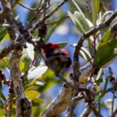 Myzomela sanguinolenta (Scarlet Honeyeater) at Lake Innes, NSW - 27 Nov 2023 by KorinneM