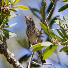 Pachycephala rufiventris (Rufous Whistler) at Lake Innes, NSW - 27 Nov 2023 by KorinneM