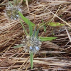 Spermacoce remota at Somerset, QLD - 30 Jul 2024 by lbradley