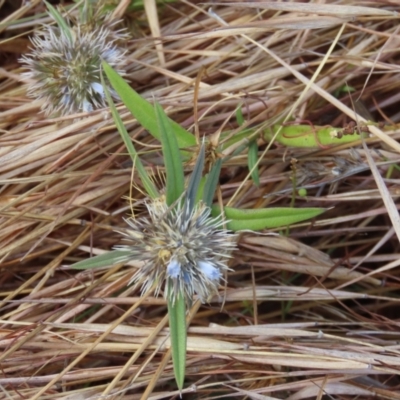 Spermacoce remota at Somerset, QLD - 30 Jul 2024 by lbradley