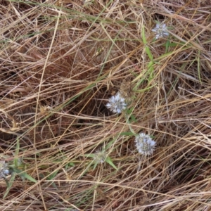 Spermacoce (genus) at Somerset, QLD - 30 Jul 2024 10:37 AM