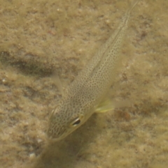 Kuhlia rupestris at Somerset, QLD - 30 Jul 2024 by lbradley