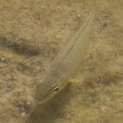 Kuhlia rupestris at Somerset, QLD - 30 Jul 2024 by lbradley