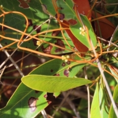 Cassytha sp. at Somerset, QLD - 30 Jul 2024 by lbradley