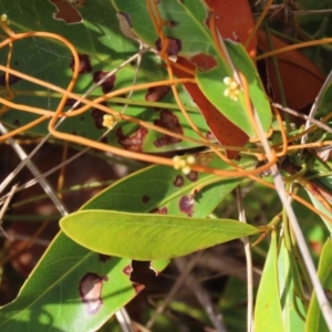 Cassytha (genus) at Somerset, QLD - 30 Jul 2024 10:11 AM