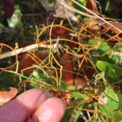 Cassytha (genus) at Somerset, QLD - 30 Jul 2024 10:11 AM
