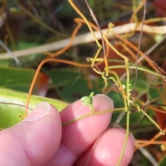 Cassytha (genus) at Somerset, QLD - 30 Jul 2024 10:11 AM