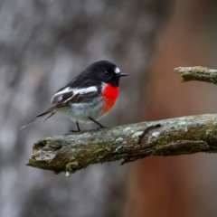 Petroica boodang (Scarlet Robin) at Bango, NSW - 28 Jul 2024 by trevsci