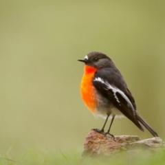 Petroica phoenicea (Flame Robin) at Bango, NSW - 27 Jul 2024 by trevsci