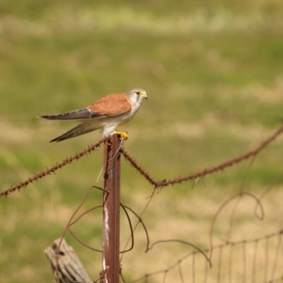 Falco cenchroides (Nankeen Kestrel) at Yass River, NSW - 28 Jul 2024 by trevsci