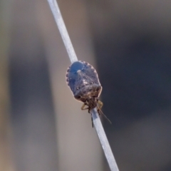 Pentatomoidea (superfamily) at Lake Innes, NSW - 27 Nov 2023 by KorinneM